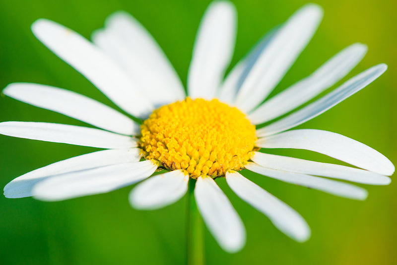 beautiful daisy removed close up on a background of grass
